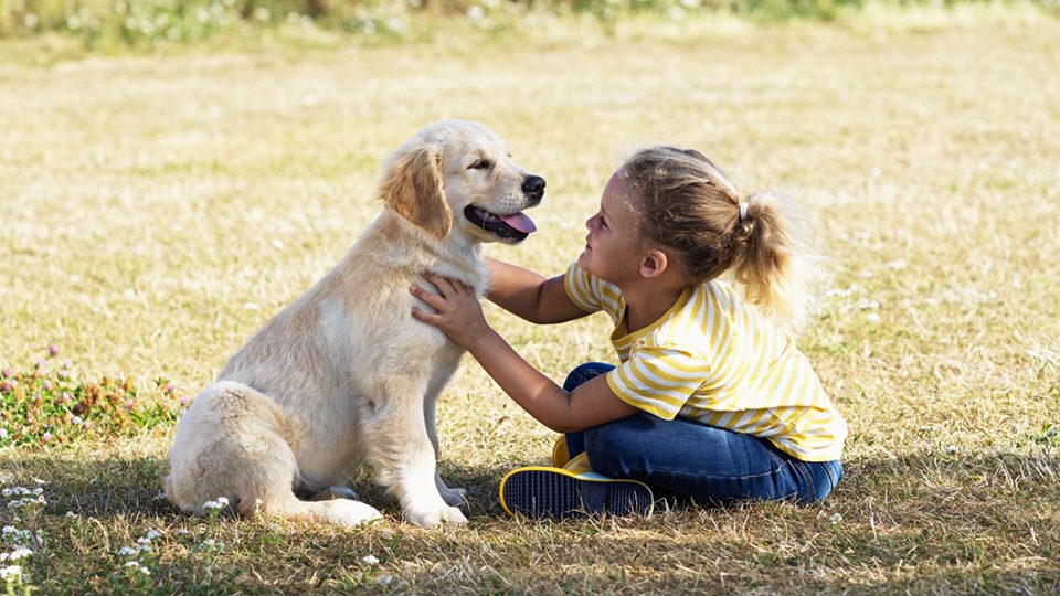 A little girl sitting on a green lawn petting a golden retriever puppy