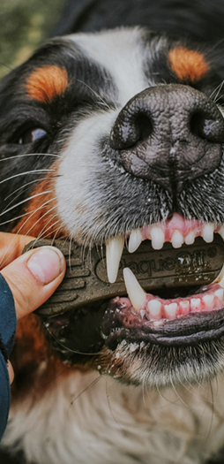 A dog eating a ProDen PlaqueOff Dental Care Bone