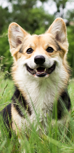 Dog Dental Care A Corgi in the outdoors