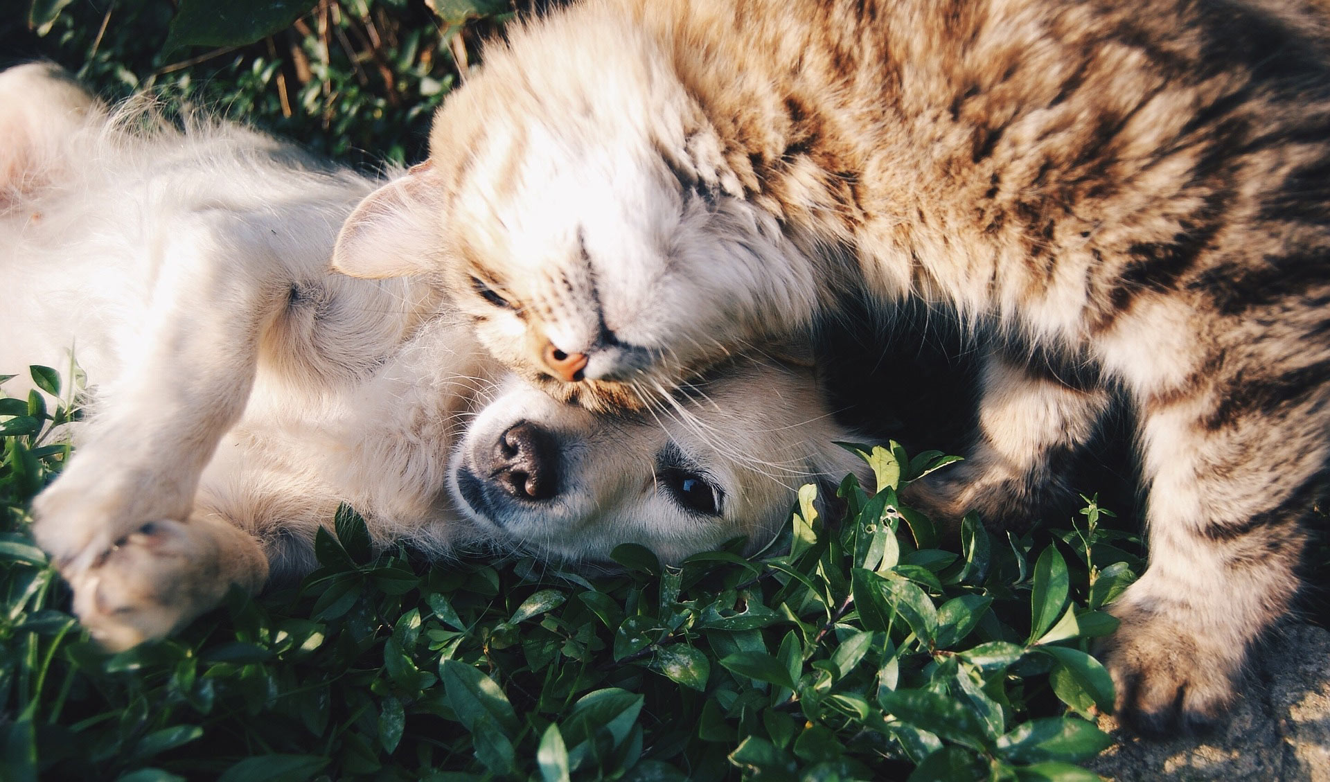 Cat-and-dog-friends