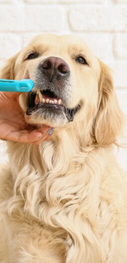 Ultimate Guide to Brushing Your Dog's Teeth