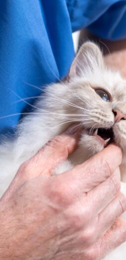 Secrets of cat dental care Proden Plaque Off