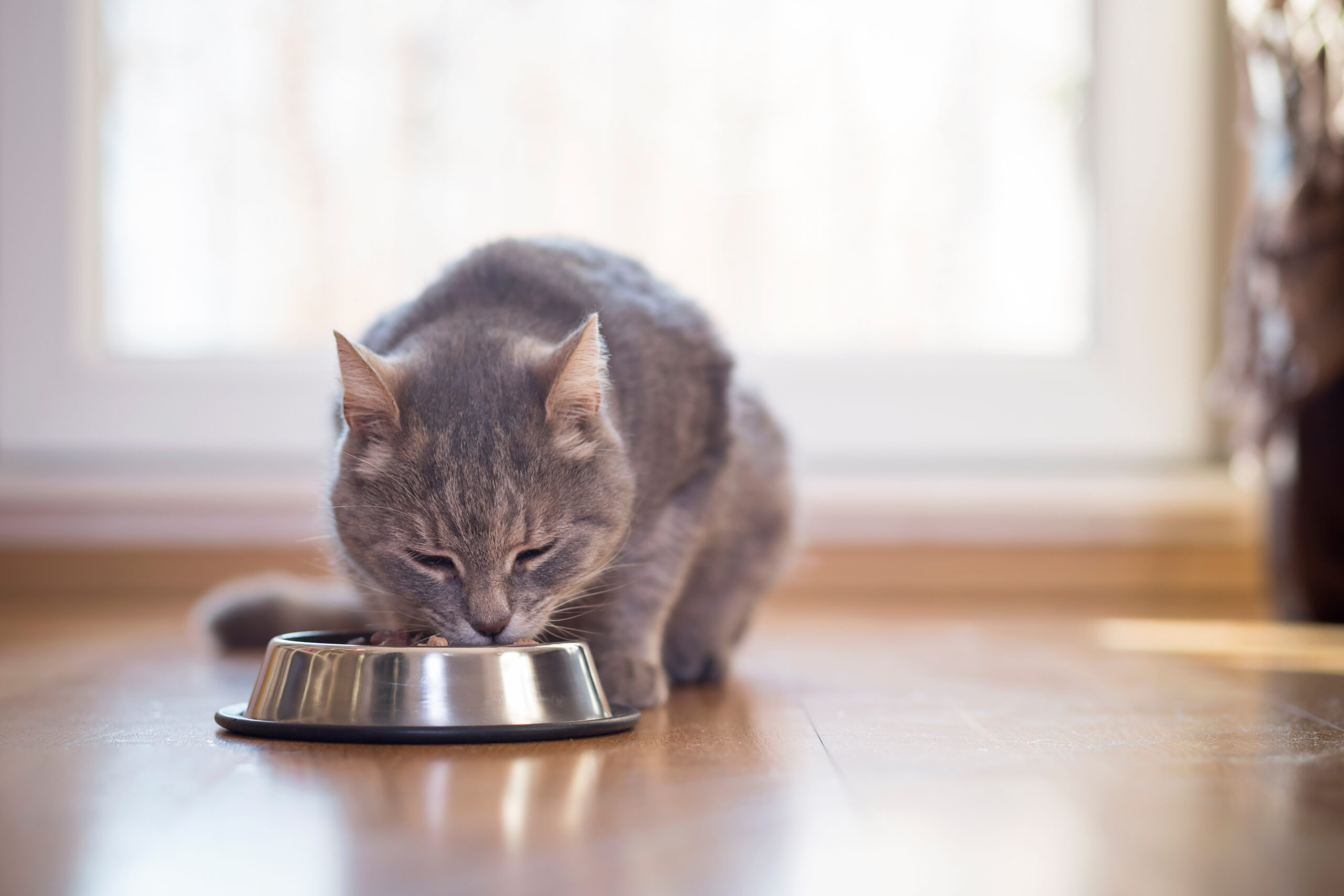 Pro Den Plaque Off - Guide to Cat Nutrition